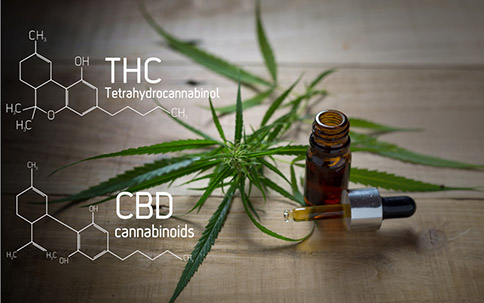 CBD vs. THC What's the Difference   1