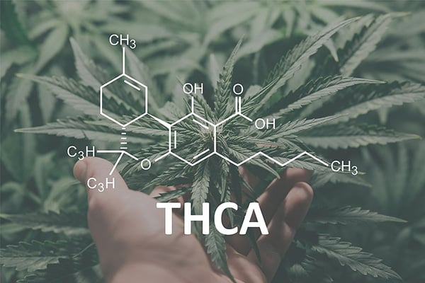 THCA: A Natural Way to relieve inflammation and arthritis