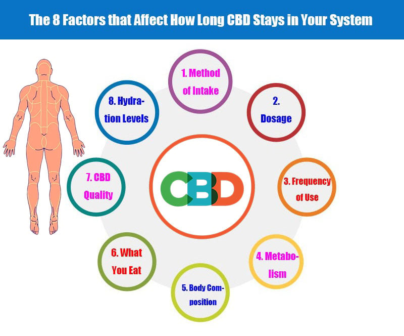 The 8 Factors that Affect How Long CBD Stays in Your System