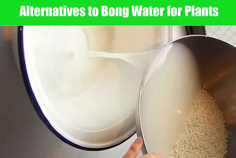 Alternatives to Bong Water for Plants