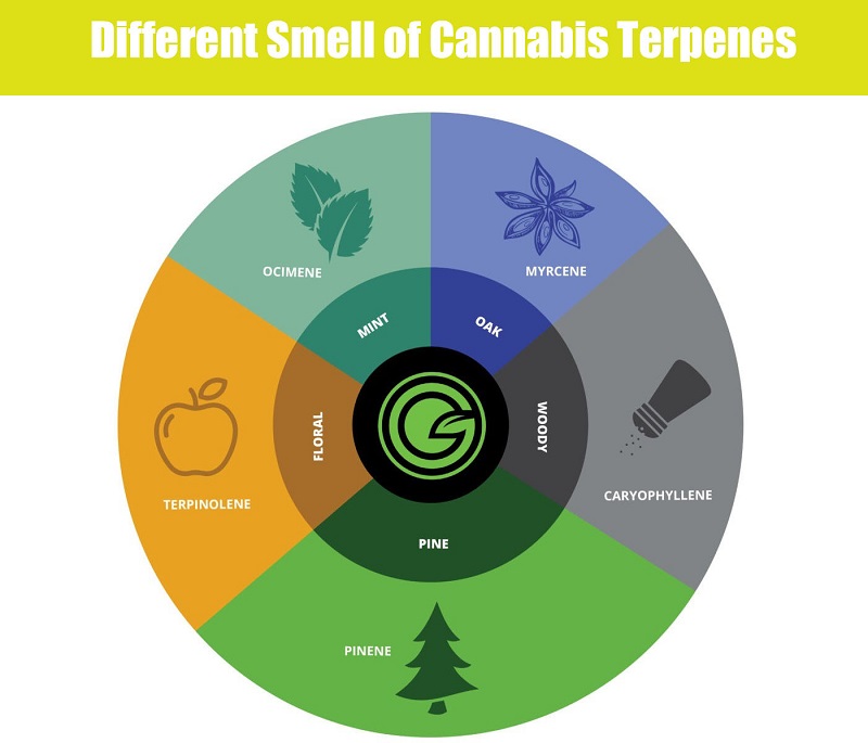 smell chart for cannabis terpenes