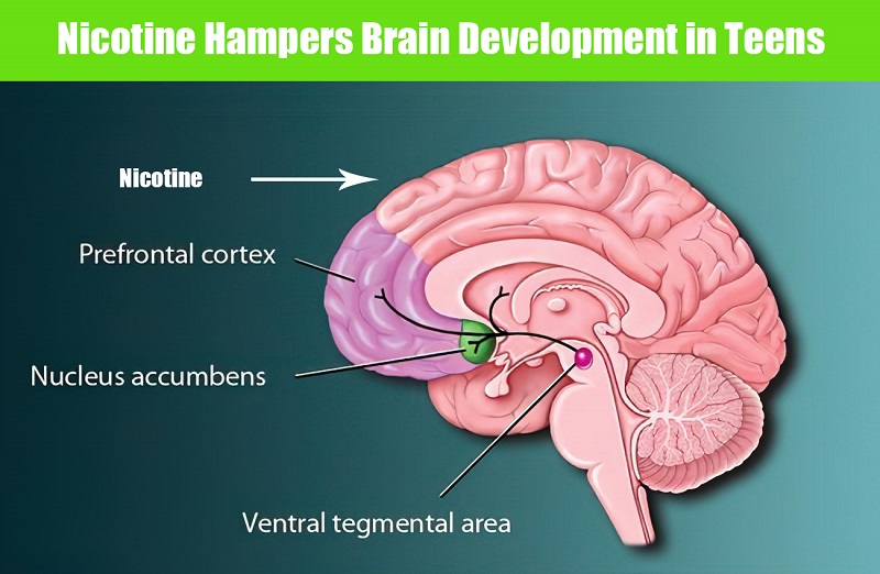 Nicotine Hampers Brain Development in Teens