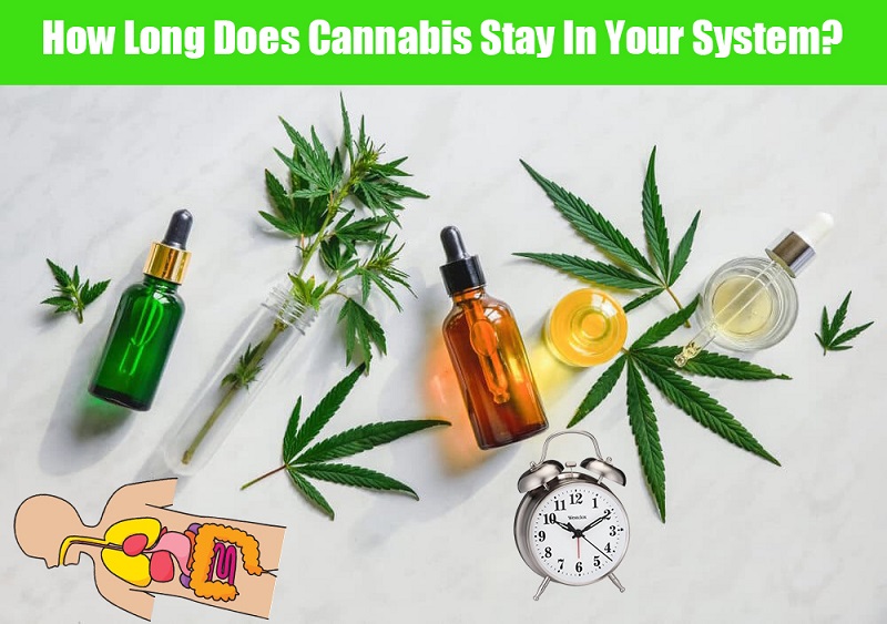 How Long Does Cannabis Stay In Your System