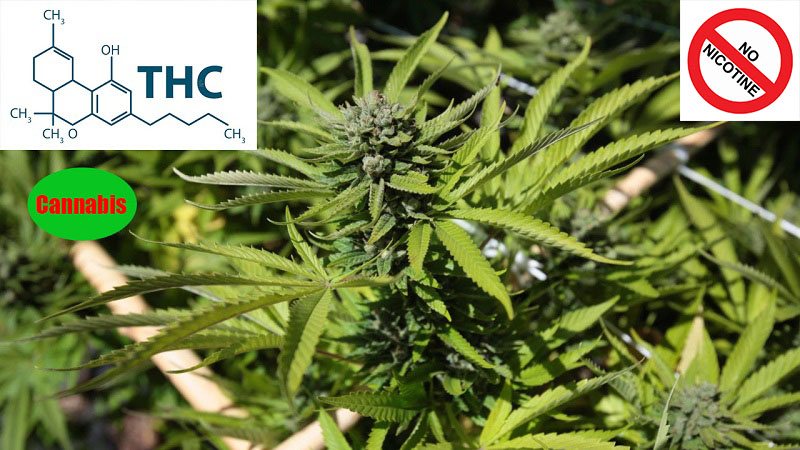Cannabis-contain-THC