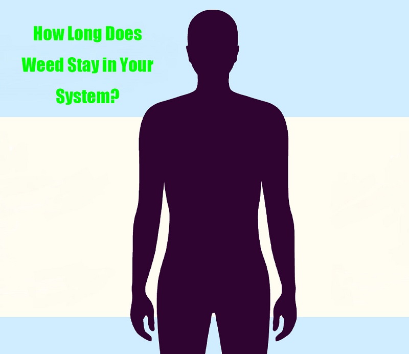 How Long Does Weed Stay in Your System