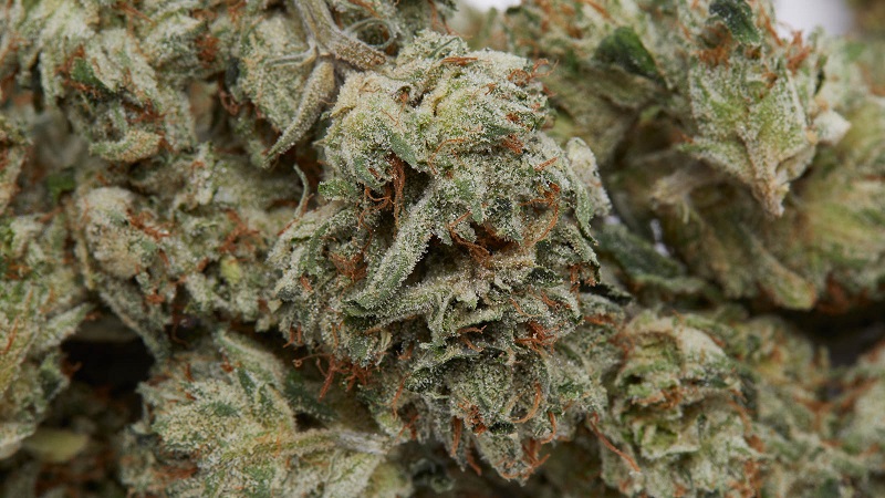 dried cannabis flower