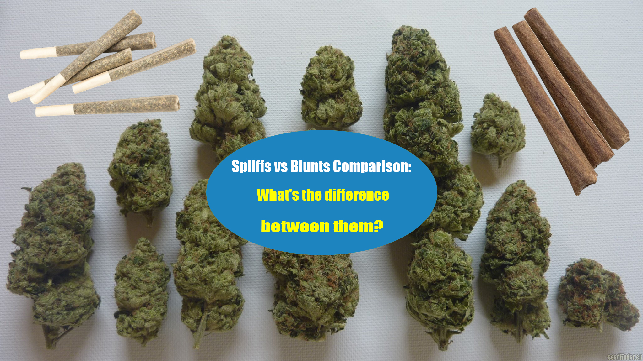 Spliffs vs Blunts Comparison