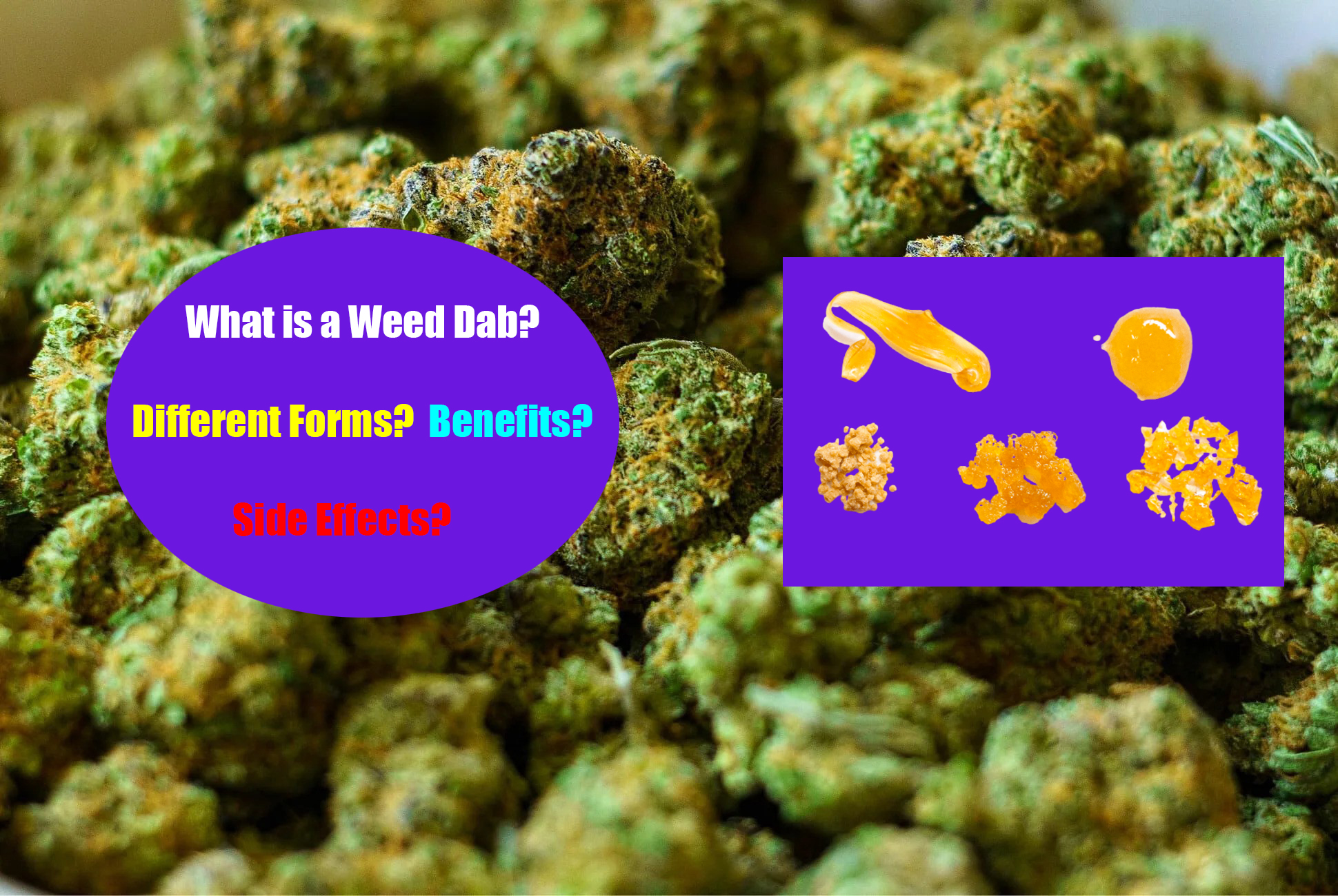 a background of dried cannabis buds with the pictures of diffenet forms of dabs with the text what is a weed dab?