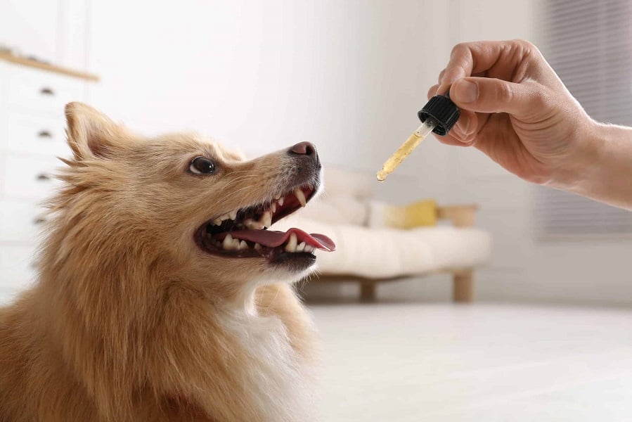 CBD-for-dogs