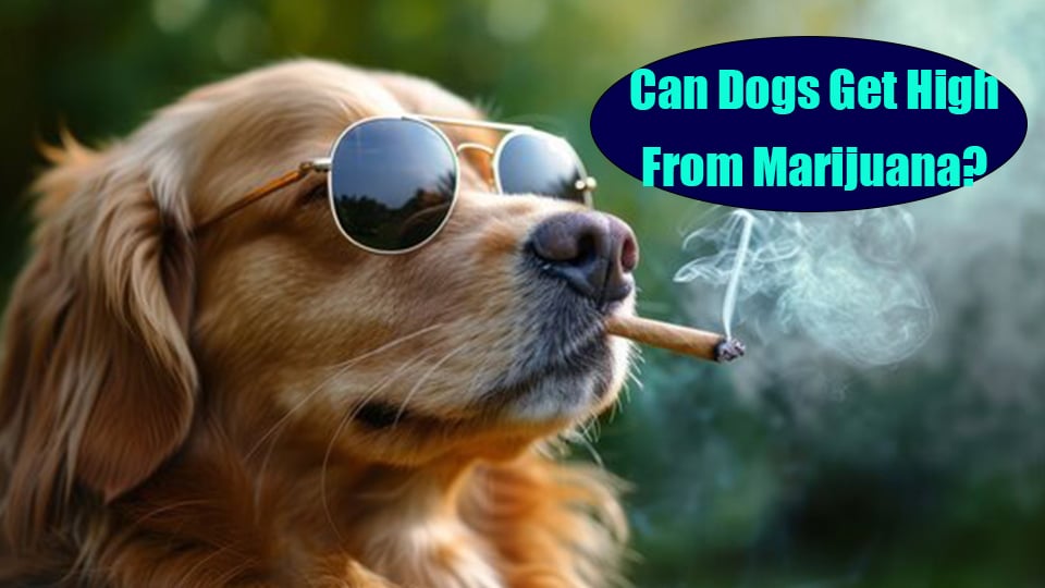 Can-Dogs-Get-High-From-Marijuana