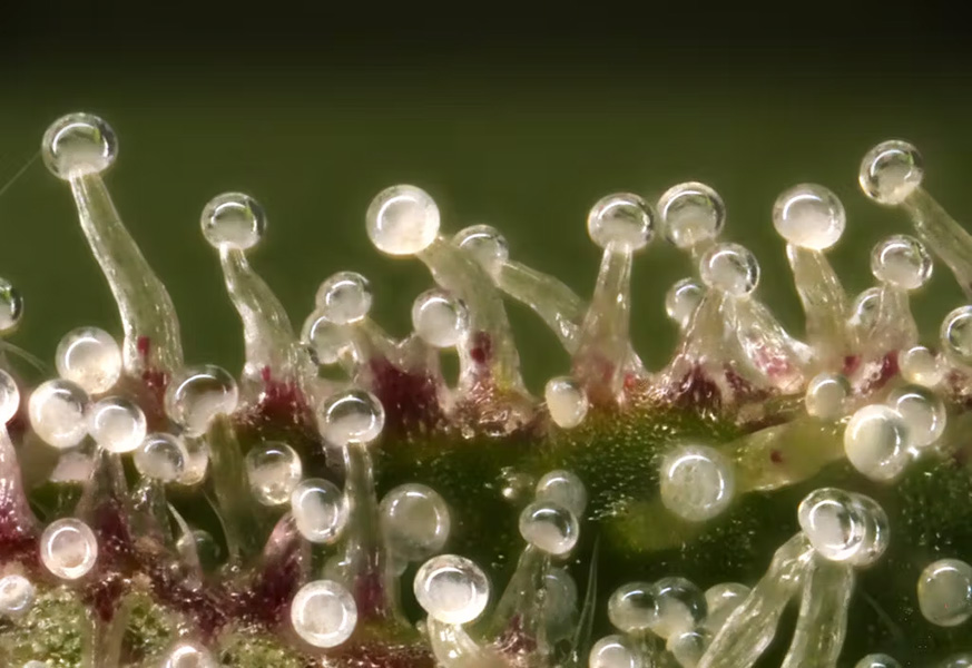 trichomes-cannabis-weed