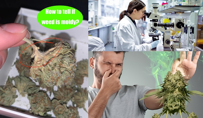 How To Tell If Weed Is Bad