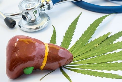 cannabis on the liver