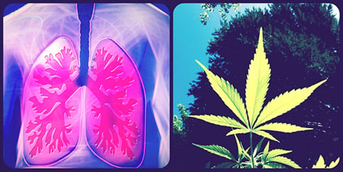 cannabis on the lungs