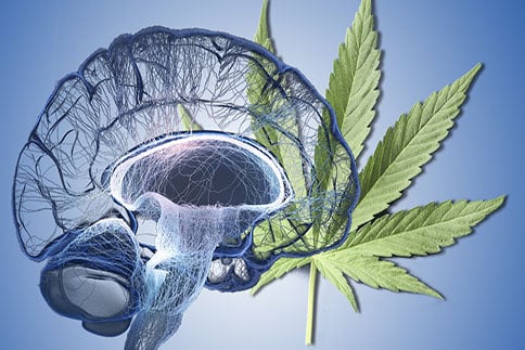 cannabis on the brain