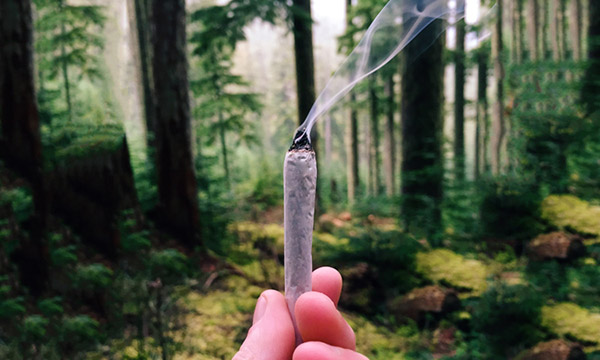 Joint in the woods