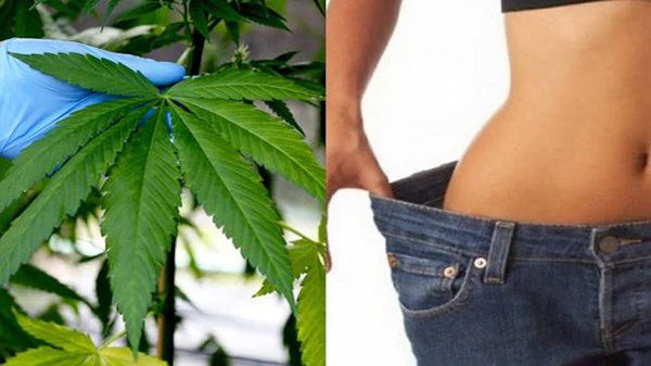 cannabis and metabolism 