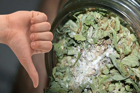 moldy cannabis