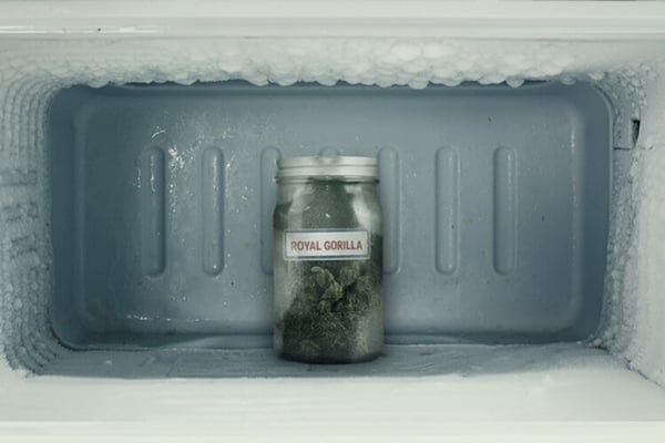 Can You Freeze Cannabis?