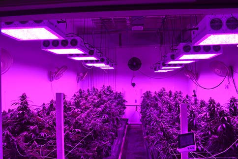 Cannabis Grow Setup
