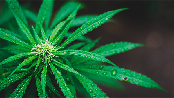 How to identify wet cannabis