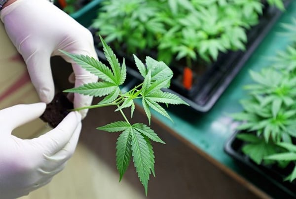 10 Reasons To Grow Your Own Marijuana