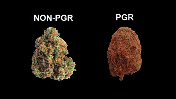What is PGR weed, and how to spot it?