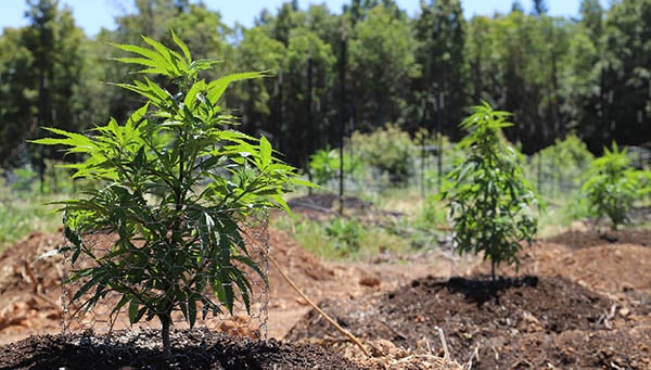 Outdoor grown cannabis