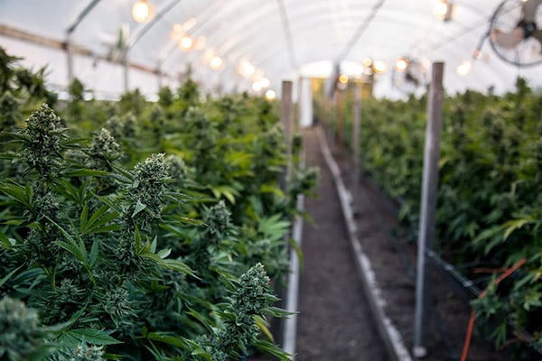 What you need to know about marijuana cultivation laws