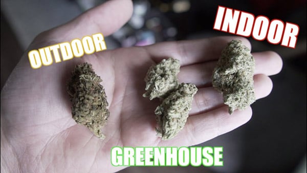 What's the difference between indoor, outdoor, and greenhouse-grown marijuana
