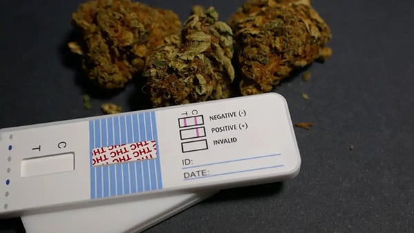 How to pass a drug test for weed? 1