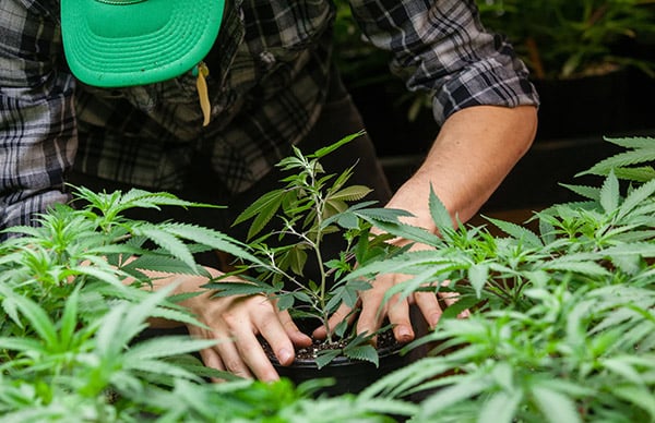 Different Types of Authorization to Grow Marijuana