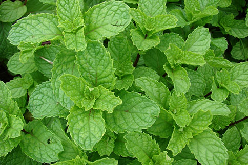 Does anyone grow other smokable herbs apart from mint to