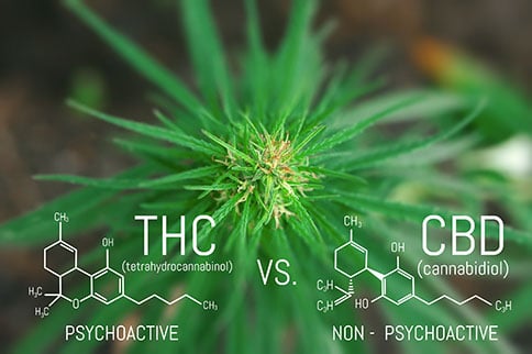 CBD vs. THC What's the Difference  7