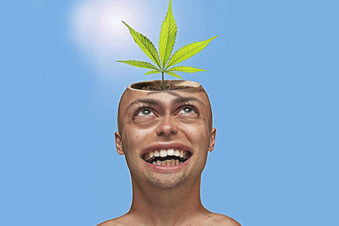 Cannabis head