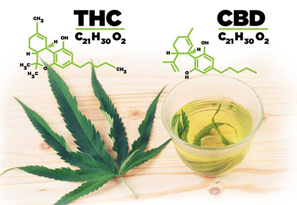 Not knowing the difference between THC and CBD 