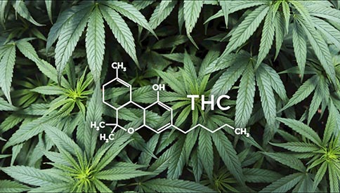 CBD vs. THC What's the Difference  3
