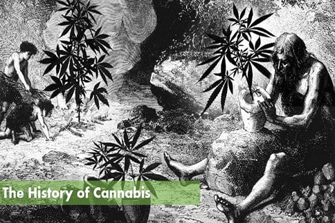 The histroy of cannabis
