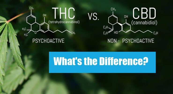 Thc Vs Cbd Comparison Whats The Difference Lookah 3503